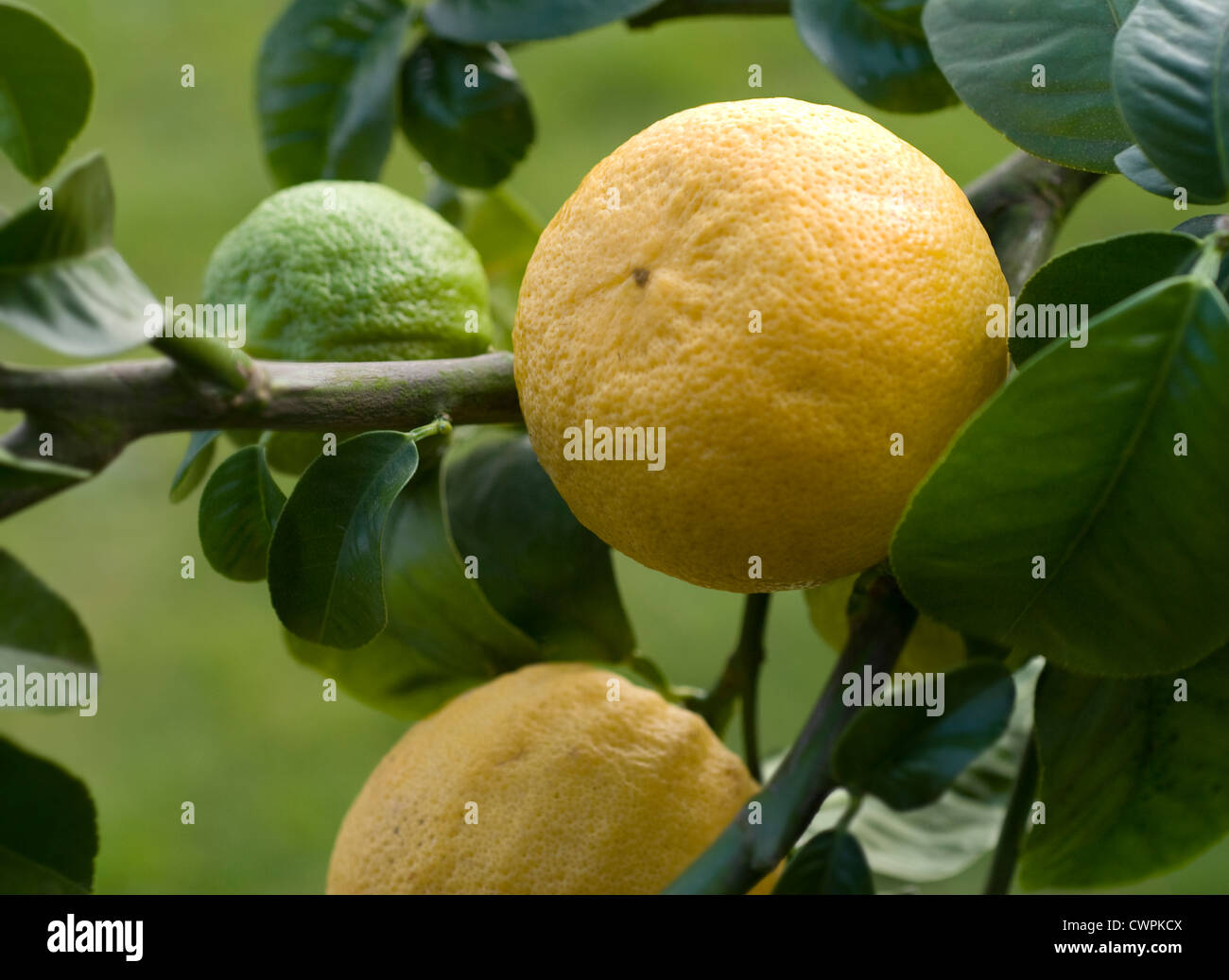 Citrus bergamia, Bergamot, Citrus Stock Photo - Alamy