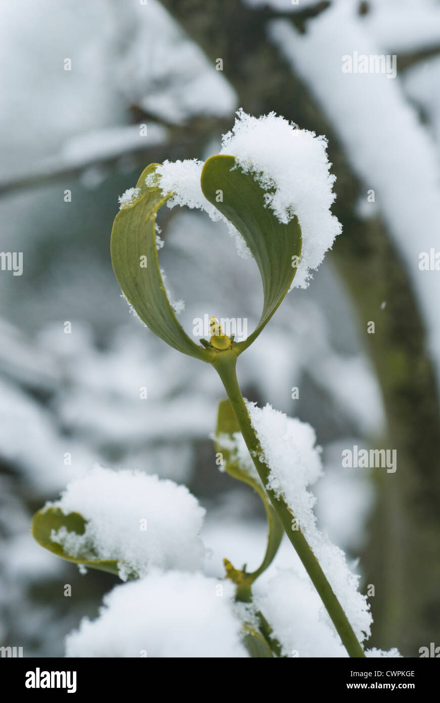 Viscum album, Mistletoe Stock Photo