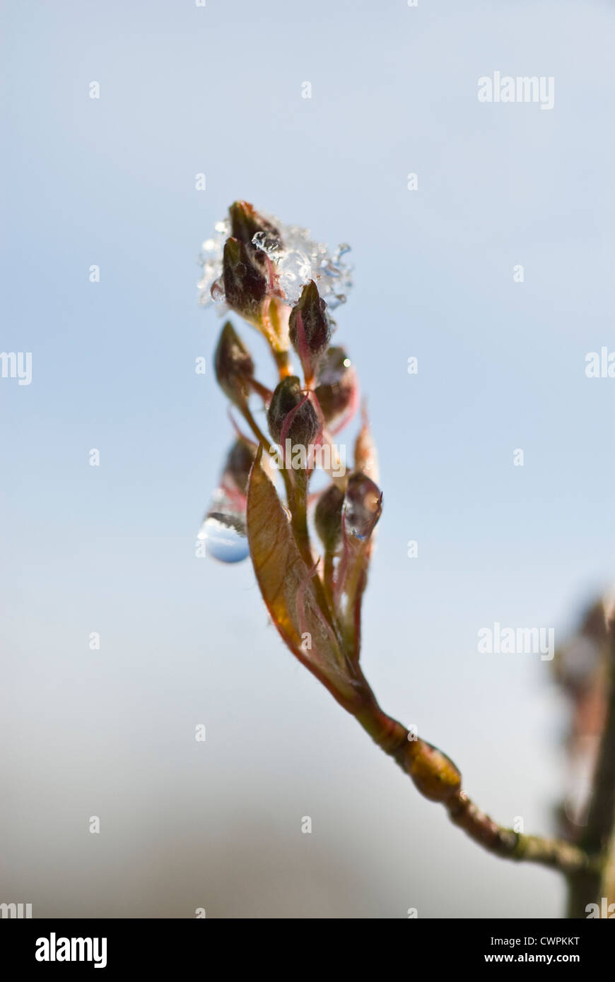 Amelanchier lamarckii, Snowy mespilus Stock Photo