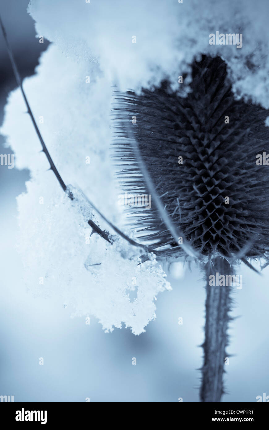 Dipsacus fullonum, Teasel Stock Photo