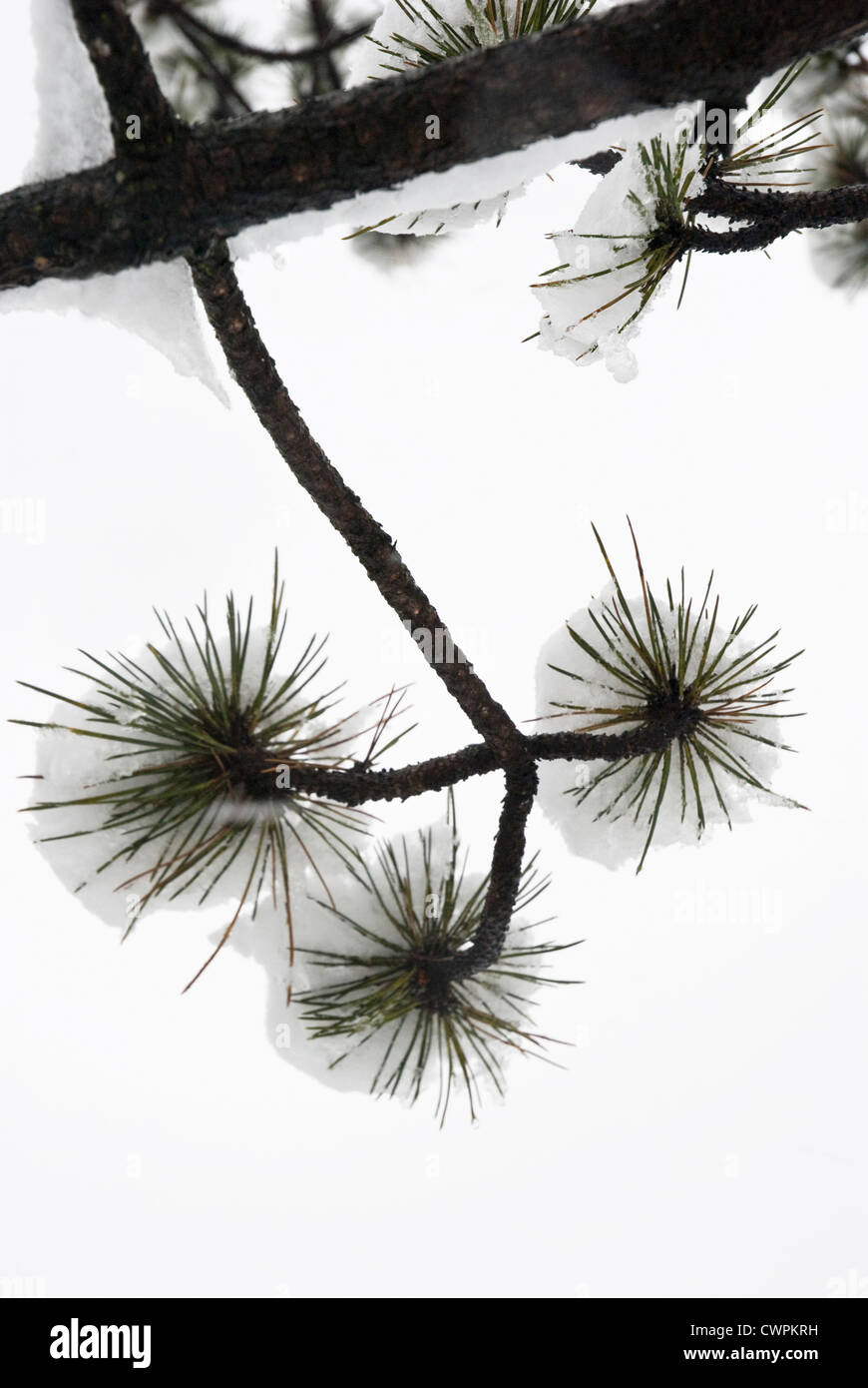 Pinus, Abies, Picea, Pine, Fir, Spruce, Stock Photo