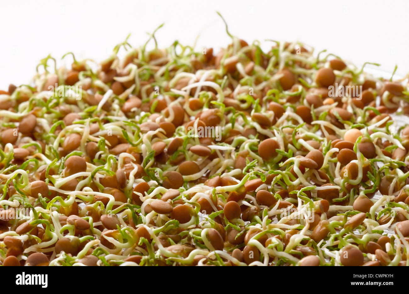Linte Lens culinaris, Lentil Stock Photo - Alamy
