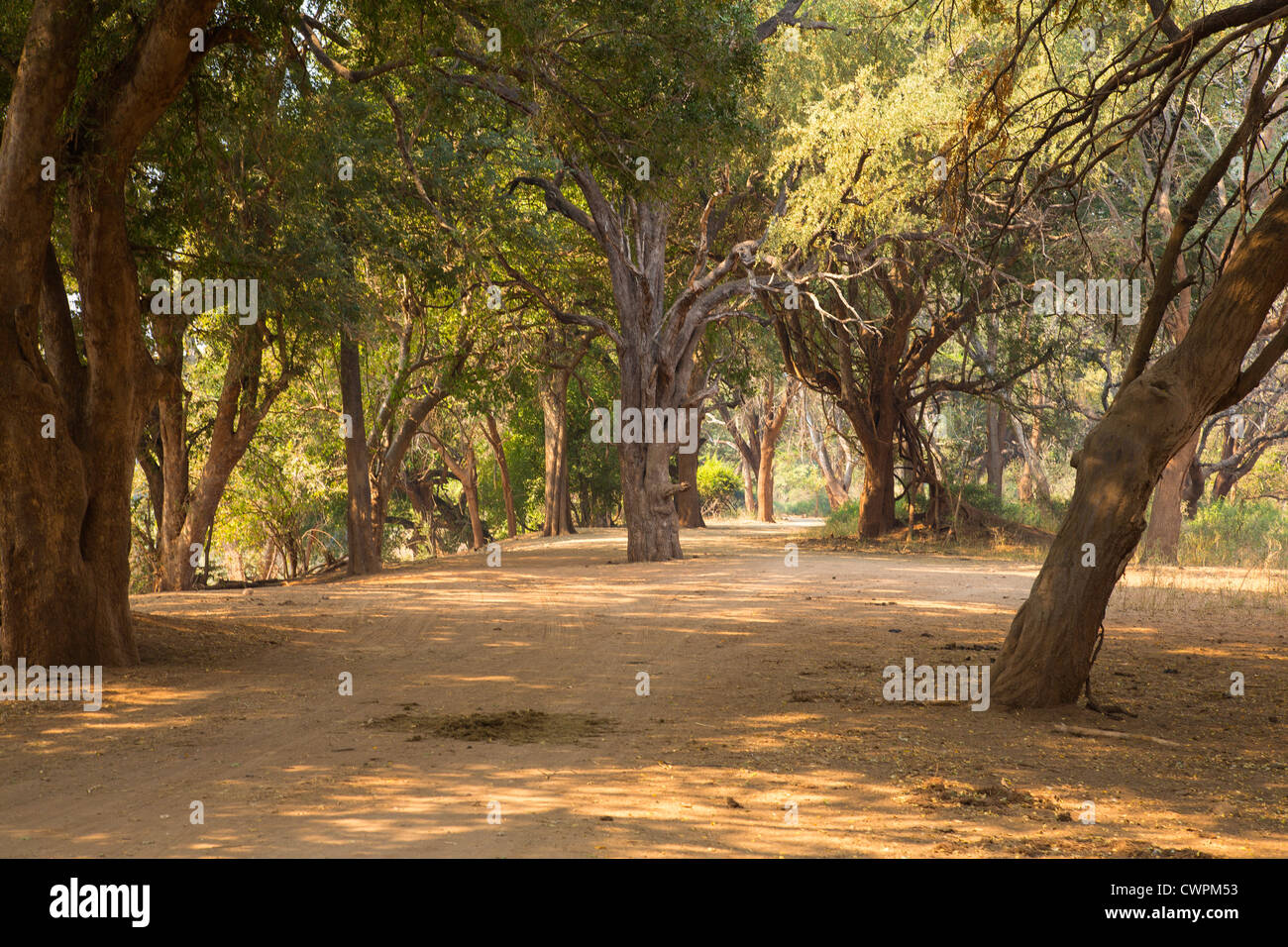 pafuri riverine forest Stock Photo