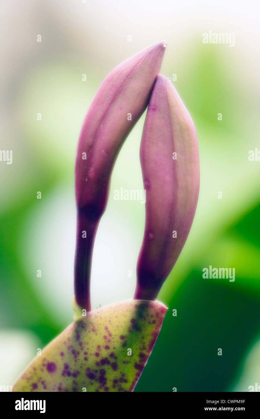 Cattleya, Orchid Stock Photo