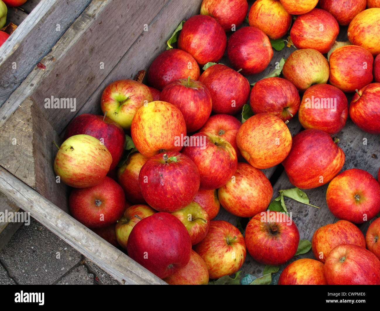 Ripe apples in harvesting box Stock Photo Alamy
