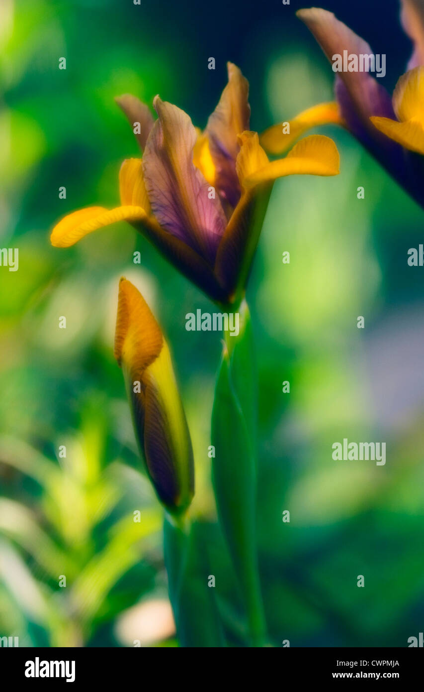 Iris danfordiae, Iris, Dwarf iris Stock Photo