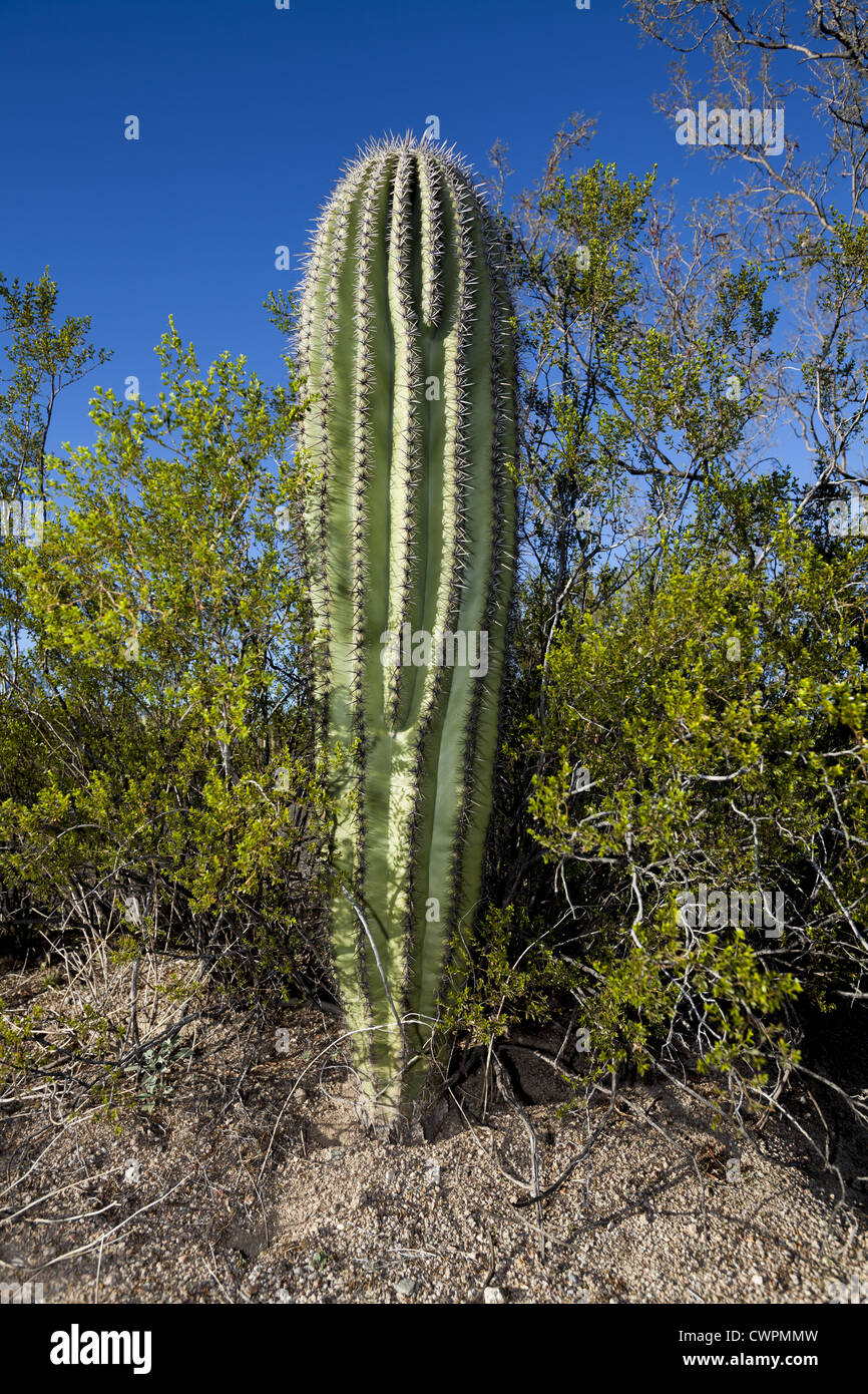A nurse tree is a larger, faster-growing tree that shelters a smaller, slower-growing tree or plant. The nurse tree can provide shade, shelter from wind, or protection from animals who would feed on the smaller plant.  In the Sonoran desert, Palo Verde, Ironwood or mesquite trees serve as nurse trees for young saguaro cacti. As the Saguaro grows and becomes more acclimated to the desert sun, the older tree may die, leaving the saguaro alone. In fact, as the Saguaro grows larger it may compete for resources with its nurse tree, hastening its death Stock Photo