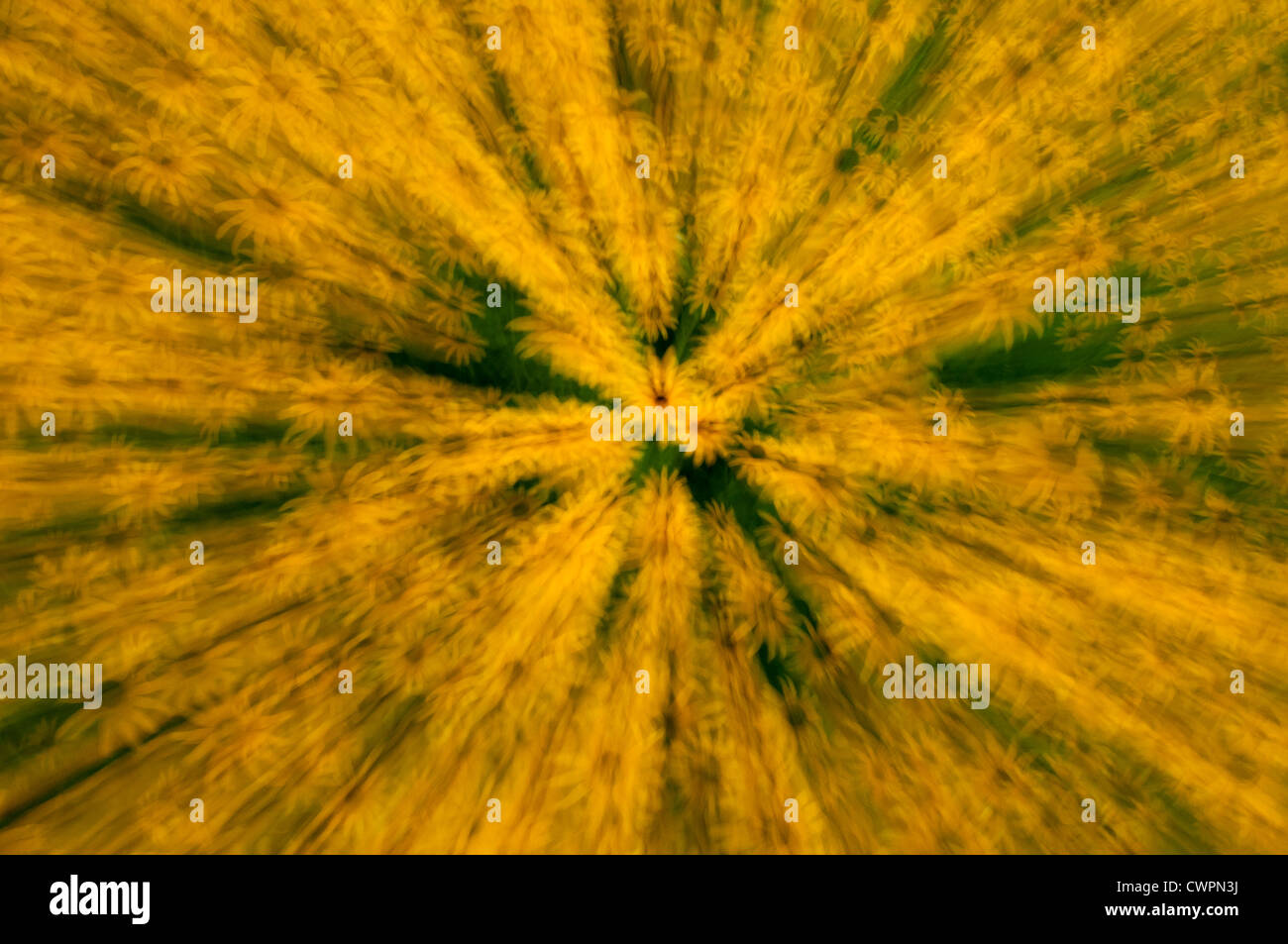 Black-eyed Susan abstract Stock Photo