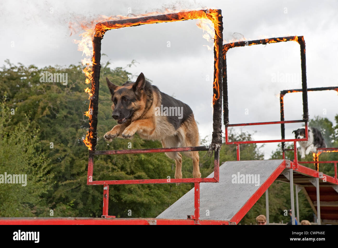 An Alsation dog jumping through a fire hoop during a rockwood display