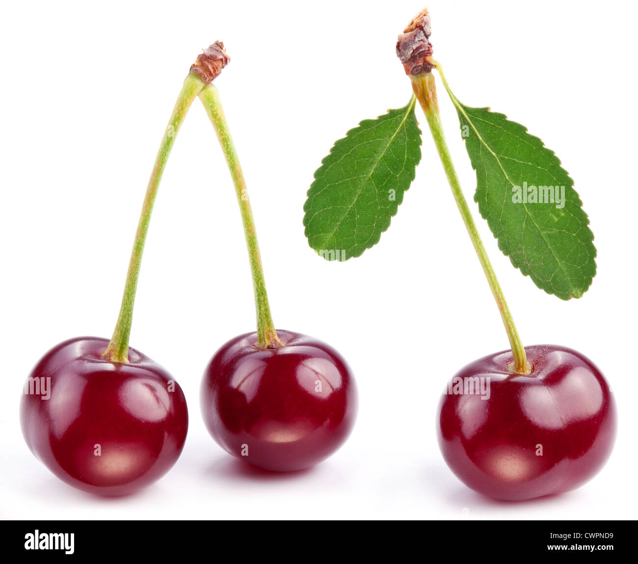 Cherries with leaves on a white background. Stock Photo