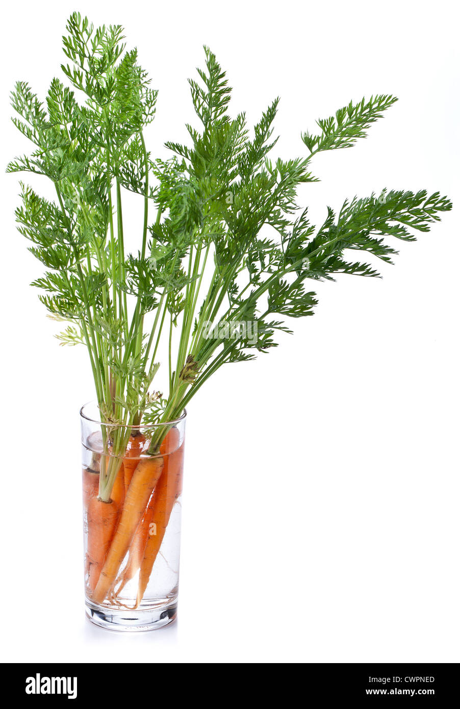 Carrots with leaves standing in a glass of water. Image on white background. Stock Photo