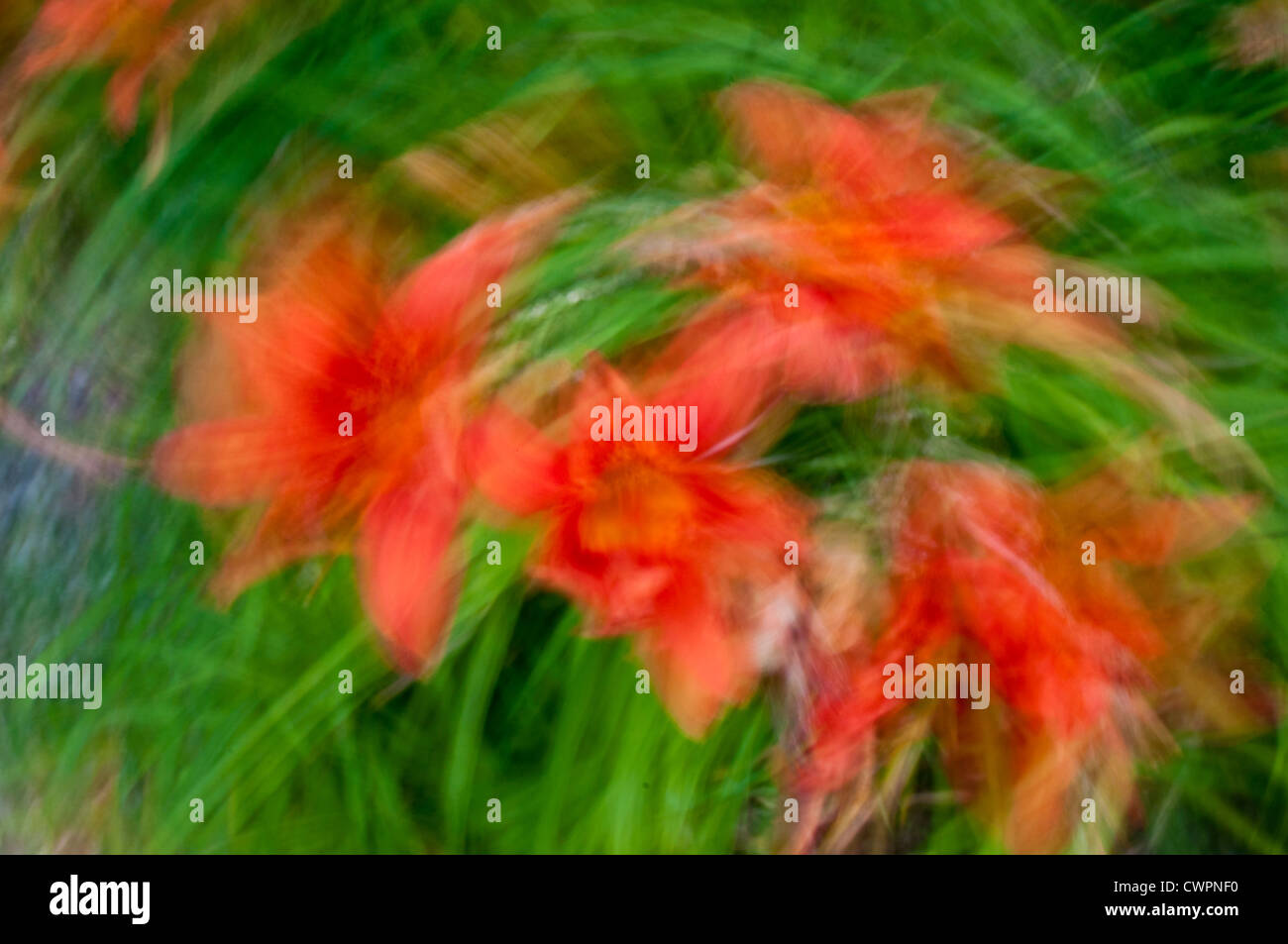 Day lily abstract Stock Photo