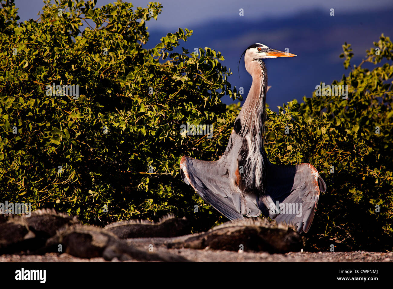 Grey heron drying it's wings, Punta Espinozo, Fernandina Island, Galapagos Stock Photo