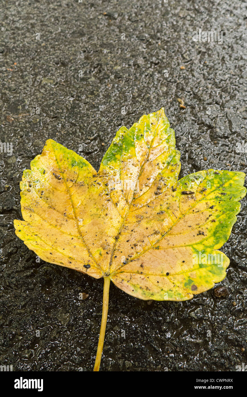 maple leaf fallen on the ground Stock Photo - Alamy