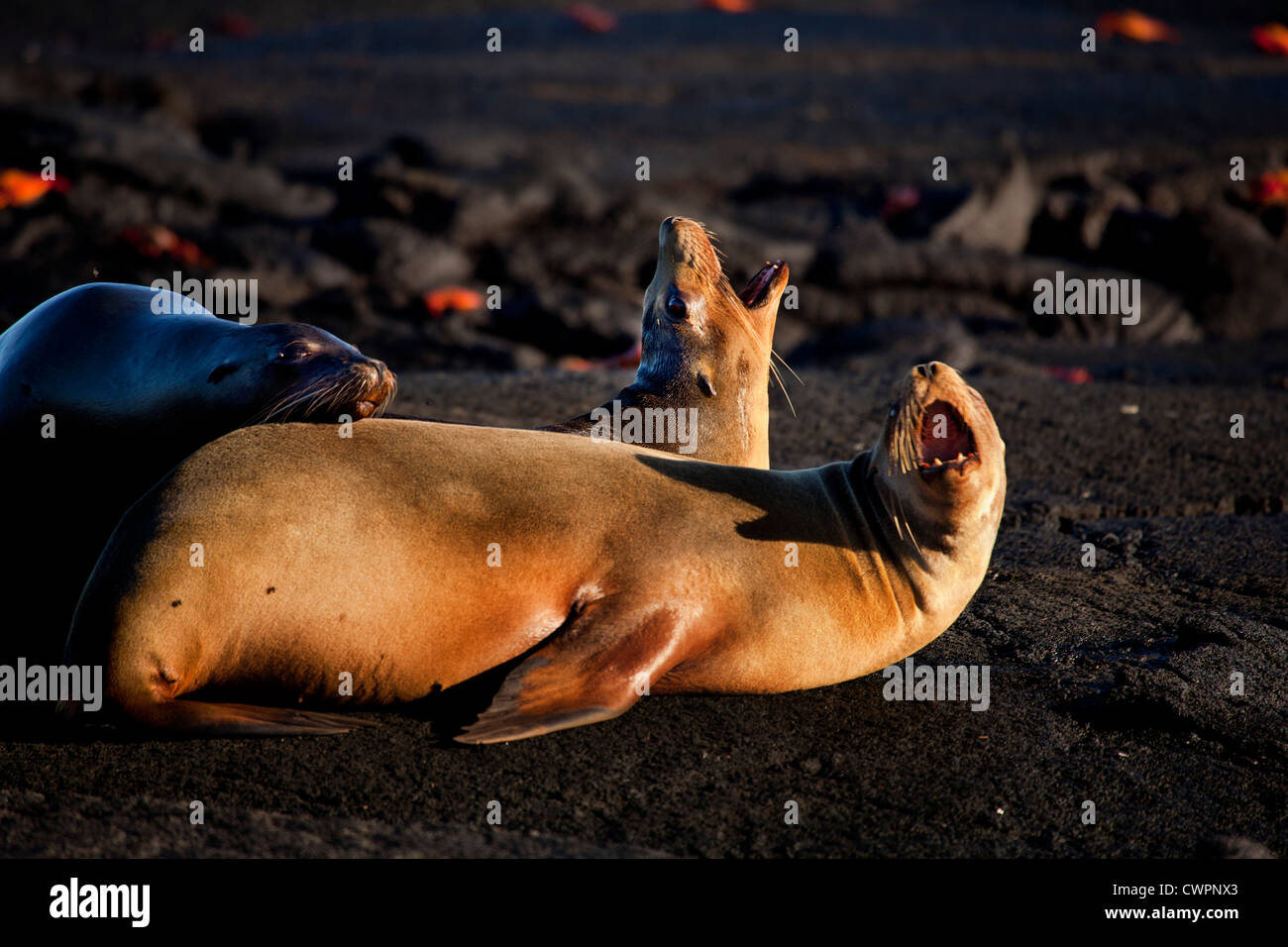 Sea lions on Punta Espinozo, Fernandina Island, Galapagos Stock Photo