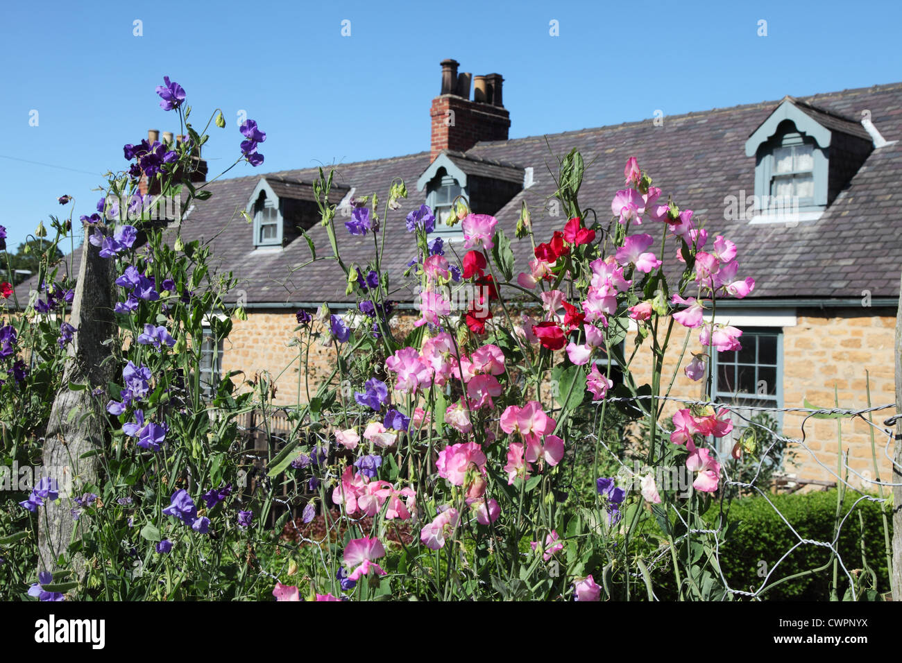 Sweet peas in bloom in the gardens of miners' cottages Beamish Museum, north east England, UK Stock Photo