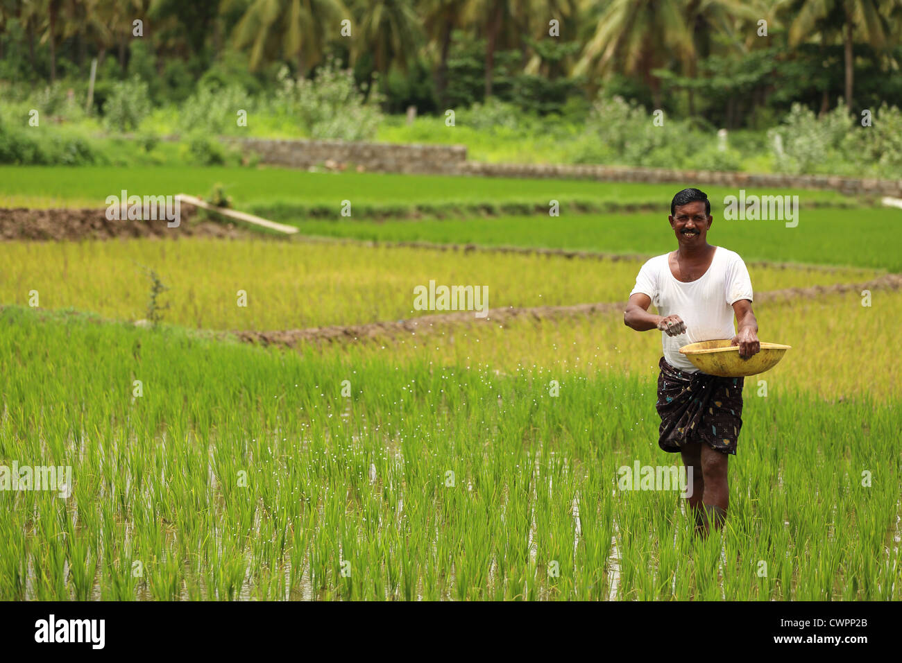 Rural Indian farmer spreading fertilizer Andhra Pradesh South India ...