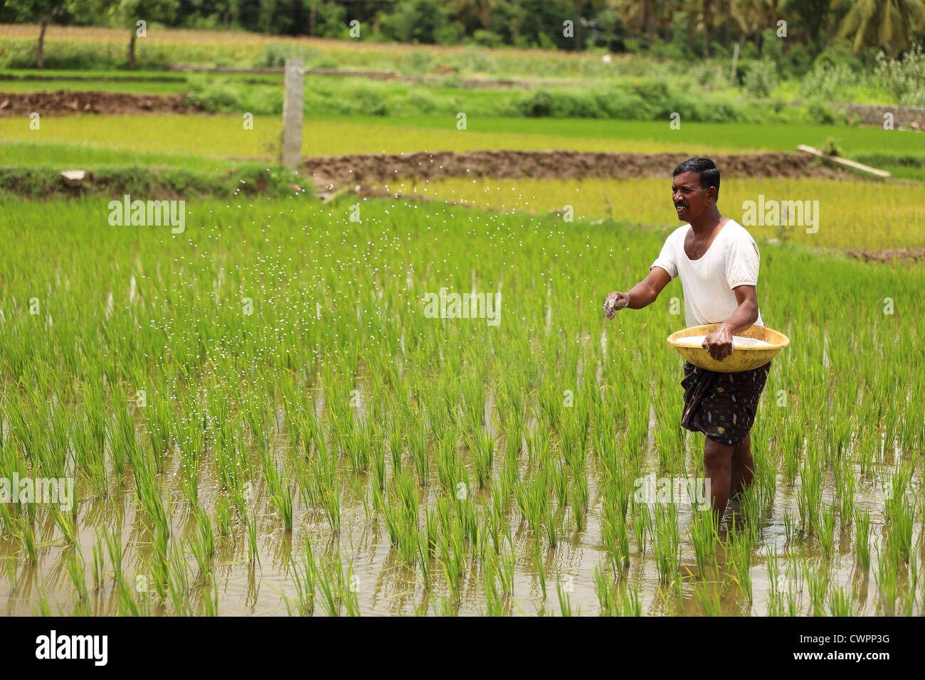 Rural Indian farmer spreading fertilizer Andhra Pradesh South ...