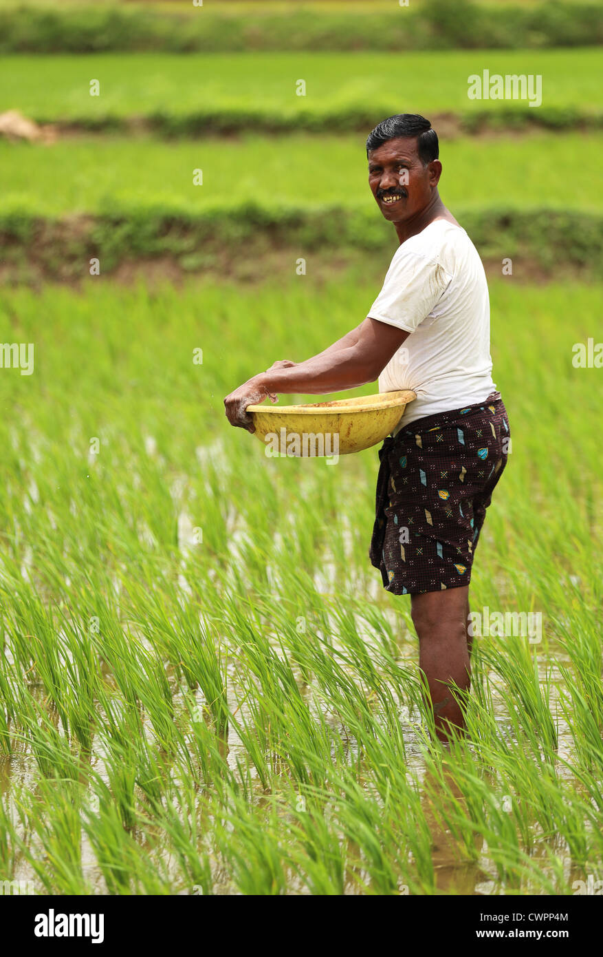 Rural Indian farmer spreading fertilizer Andhra Pradesh South India ...