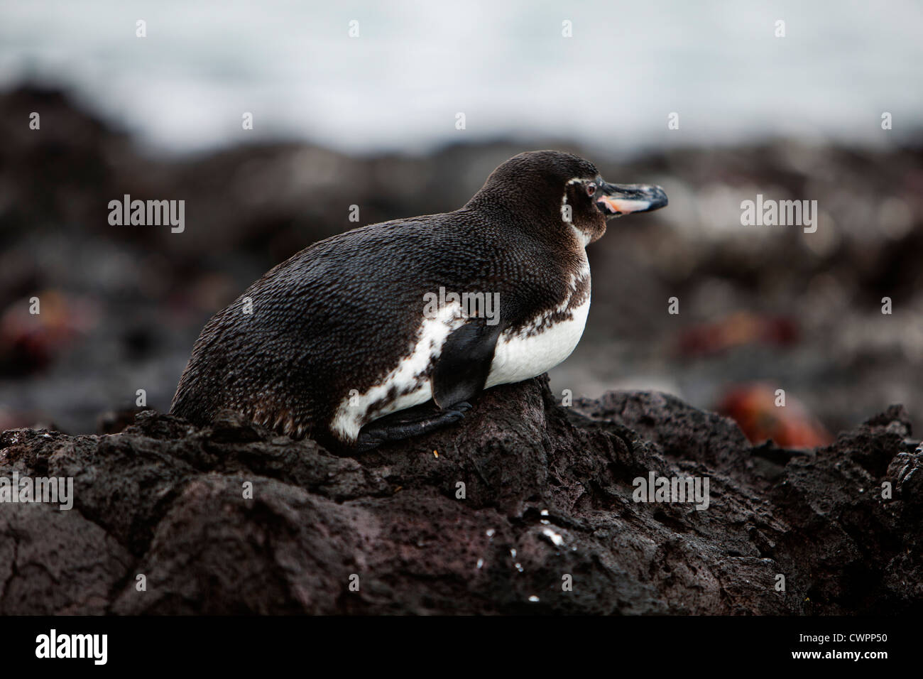 Penguin on a rock in Elizabeth bay, Isabela Island, Galapagos Stock Photo