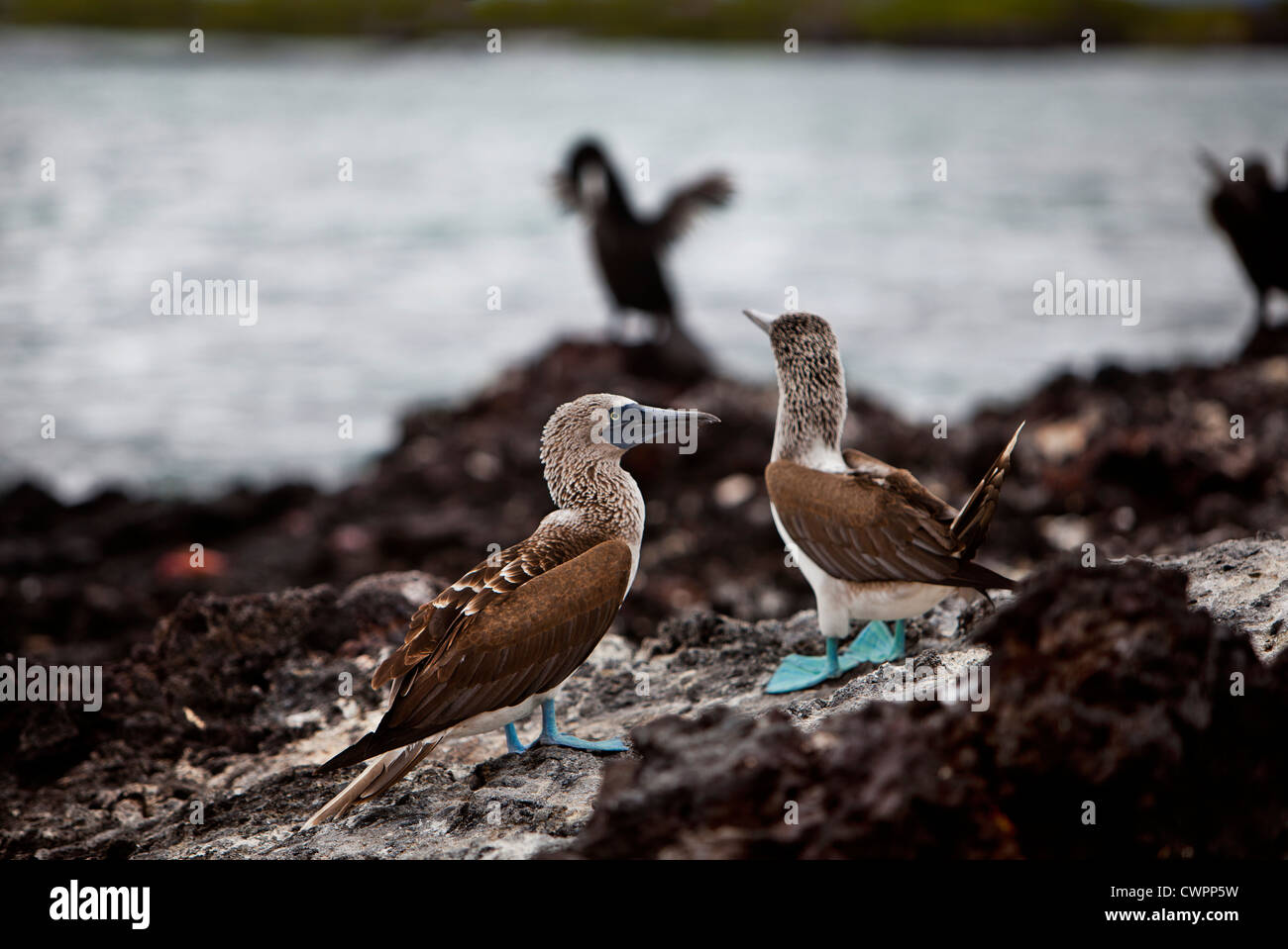 Flightless Cormerant & Blue-footed Boobies on a rock in Elizabeth bay, Isabela Island, Galapagos Stock Photo