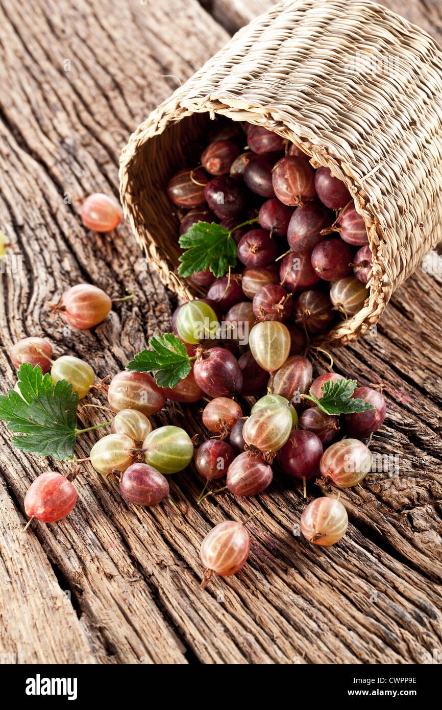 Gooseberries have dropped from the basket on an old wooden table. Stock Photo