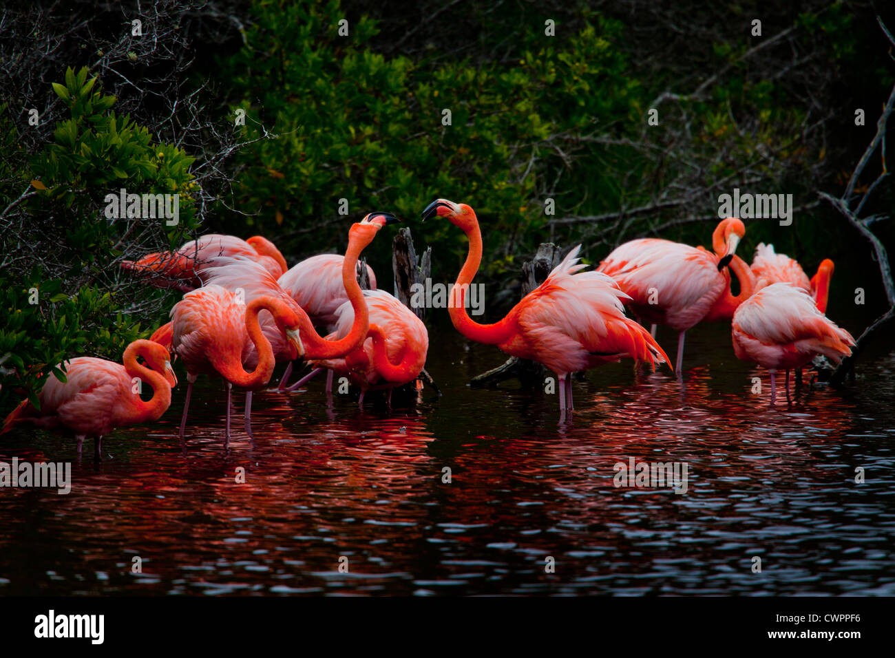 Flamingos in salt water lagoon, Puerta del Jeli, Villamil, Isabella Island, Galapagos, Ecuador Stock Photo