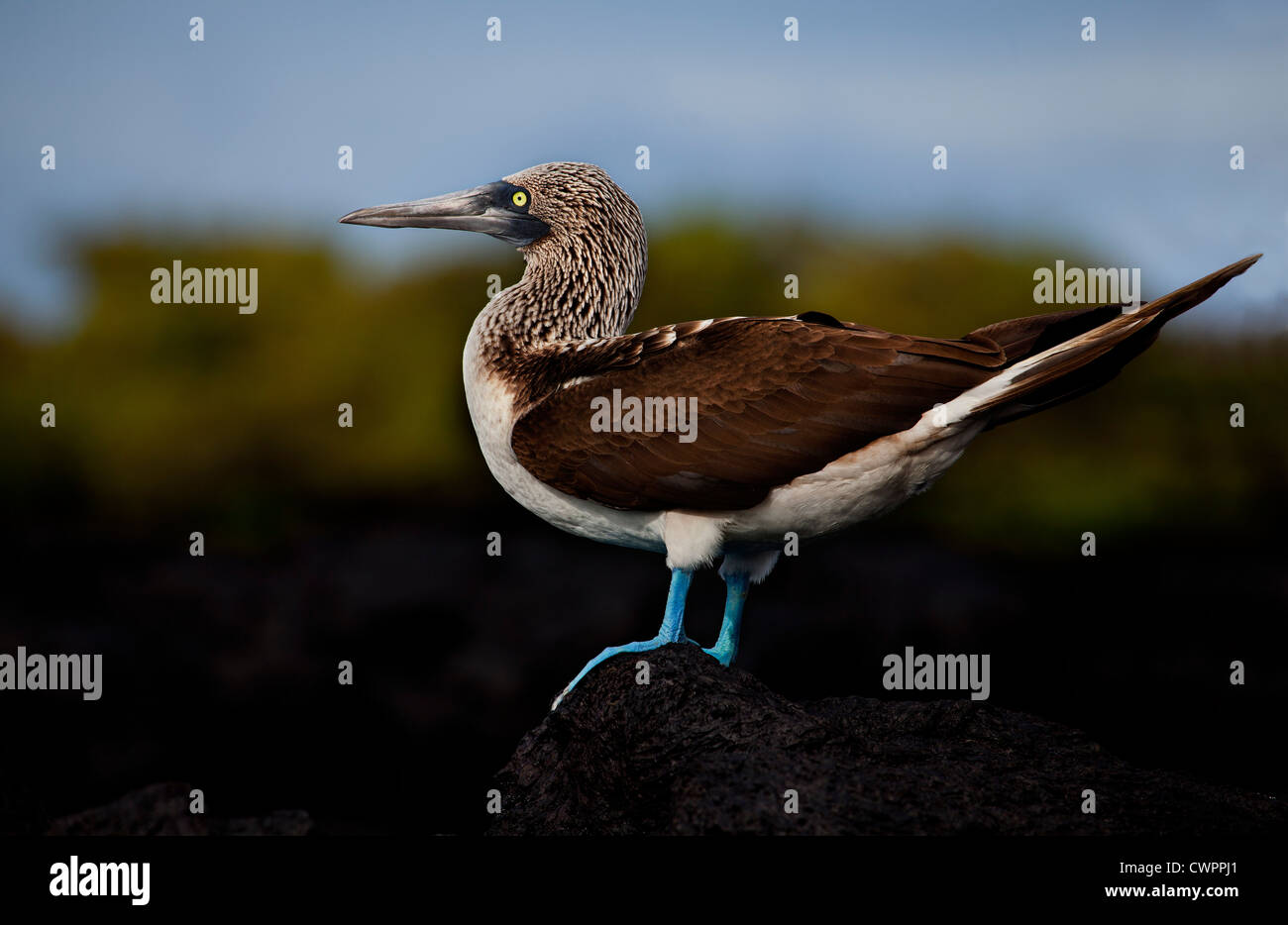 Blue-footed booby on a rock by Isabela Island in the Galapagos near Los Tintoreras Stock Photo