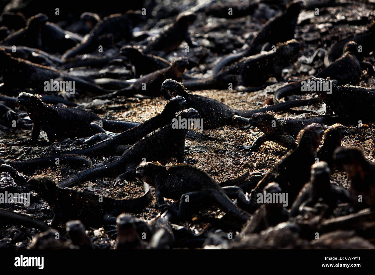 Marine Iguanas, Galapagos Islands Stock Photo