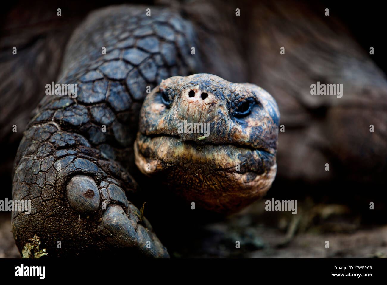 Galapagos Giant Tortoise, Galapagos Islands Stock Photo