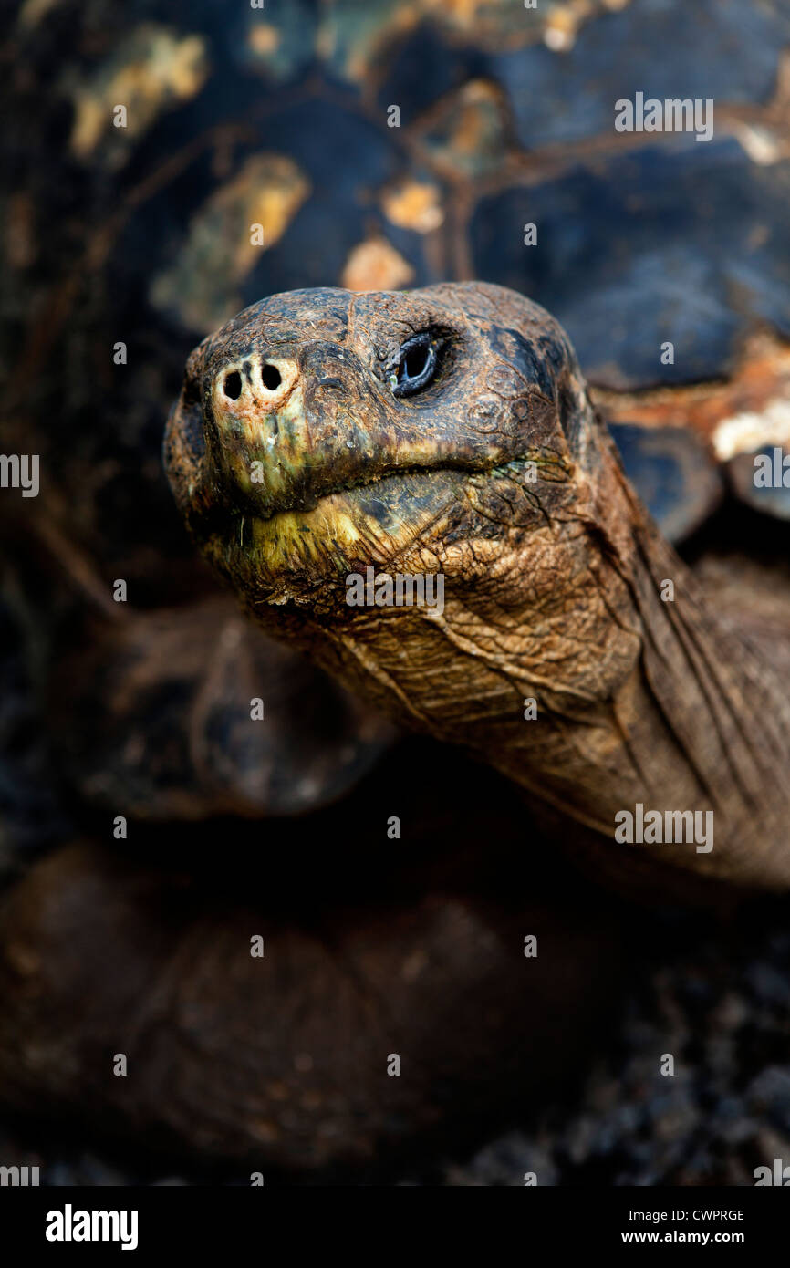 Tortoise neck hi-res stock photography and images - Alamy