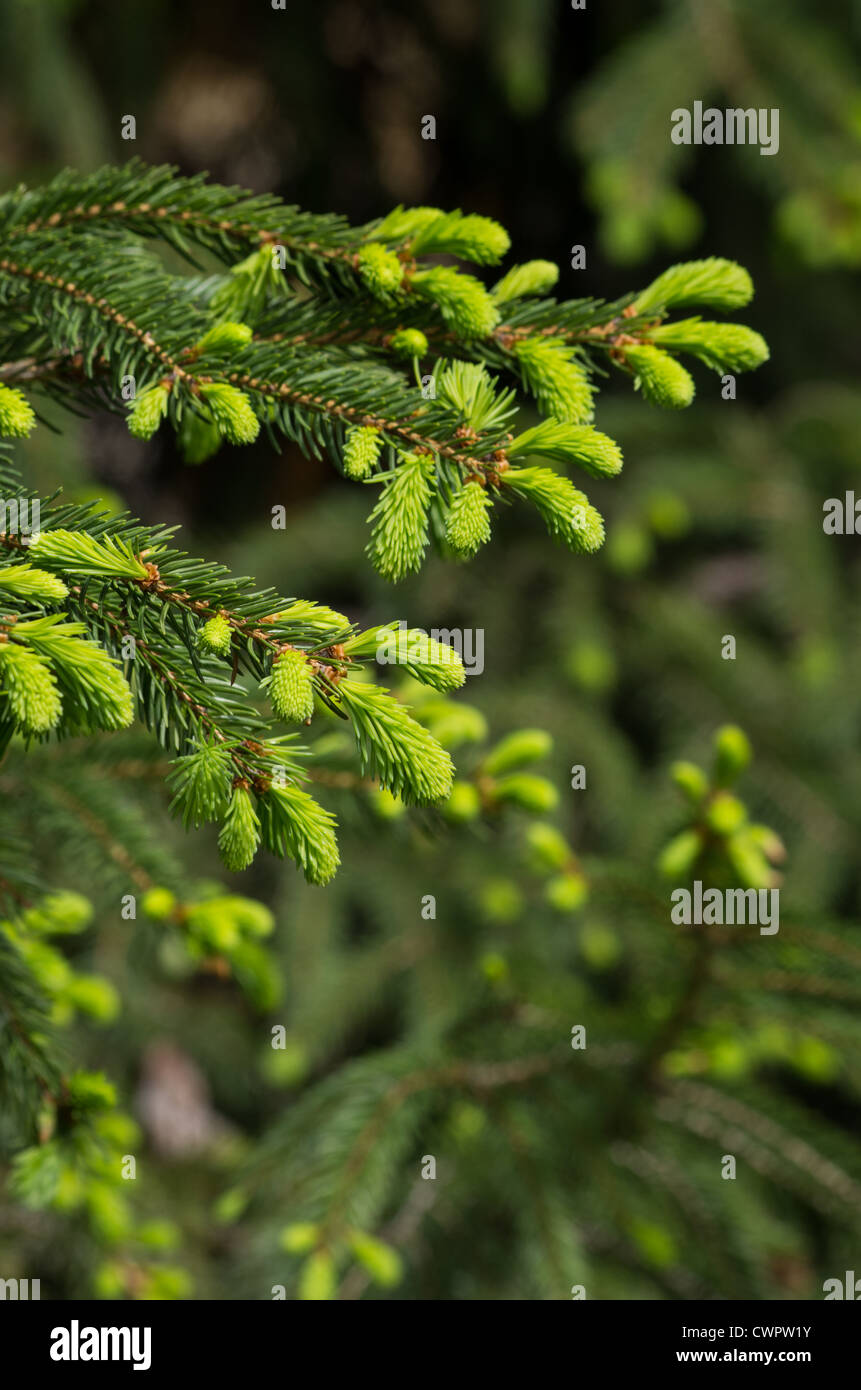 Young green sprouts fir hi-res stock photography and images - Alamy