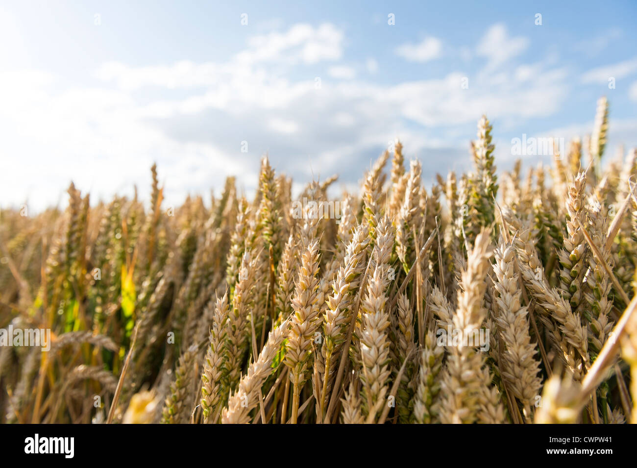 Ripening Wheat Crop with Blue Cloudy Sky Stock Photo