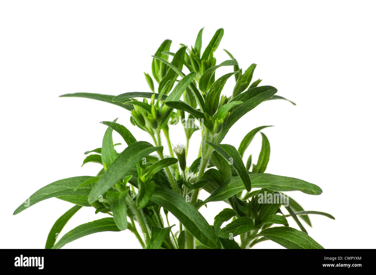 Stevia plant hires stock photography and images Alamy