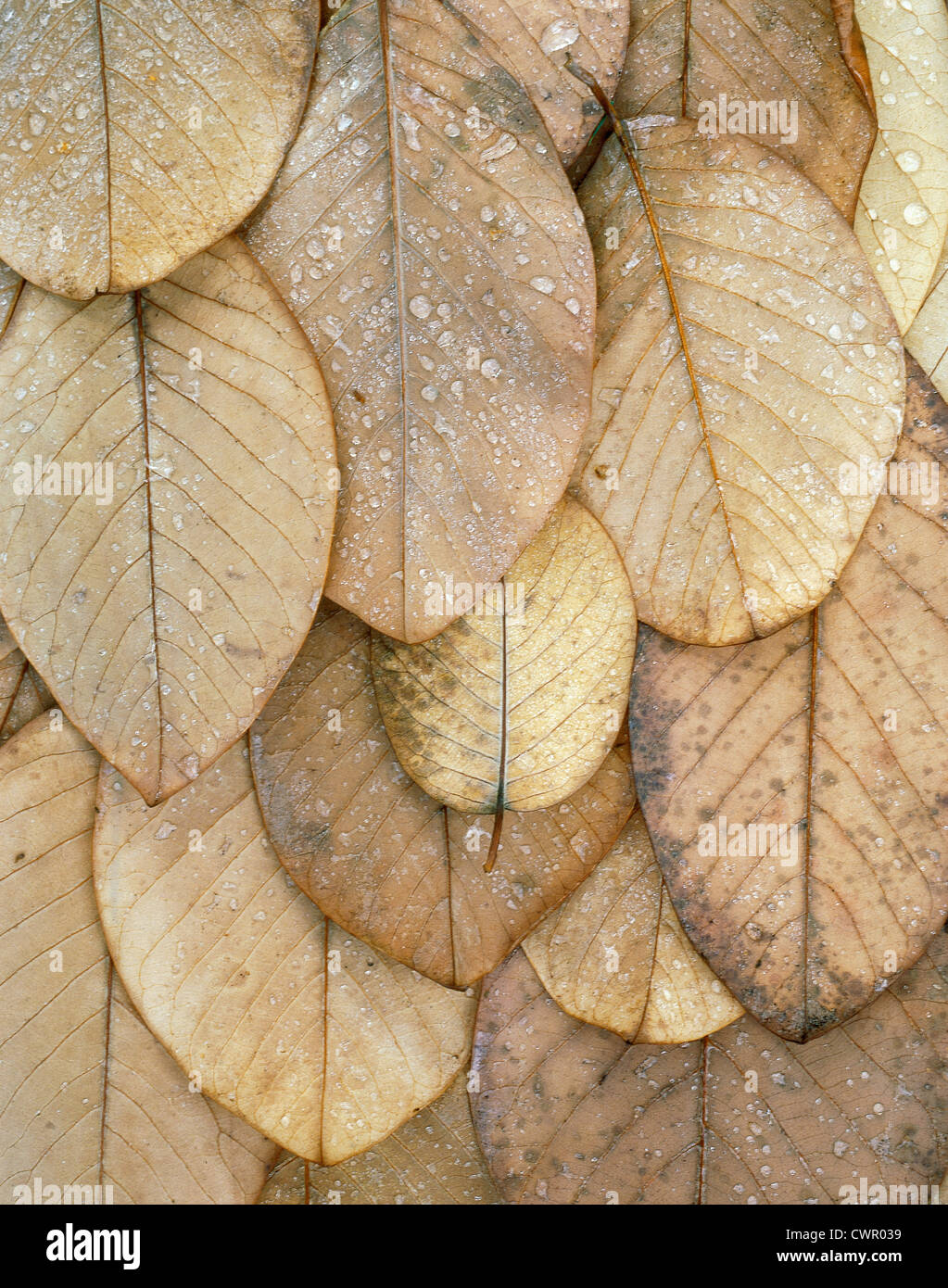 Autumn leaf, arrangement of brown overlapping leaves. Stock Photo