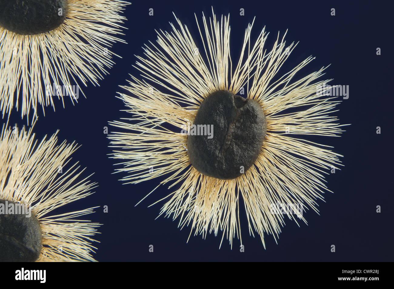 Tiny black seeds hi-res stock photography and images - Alamy