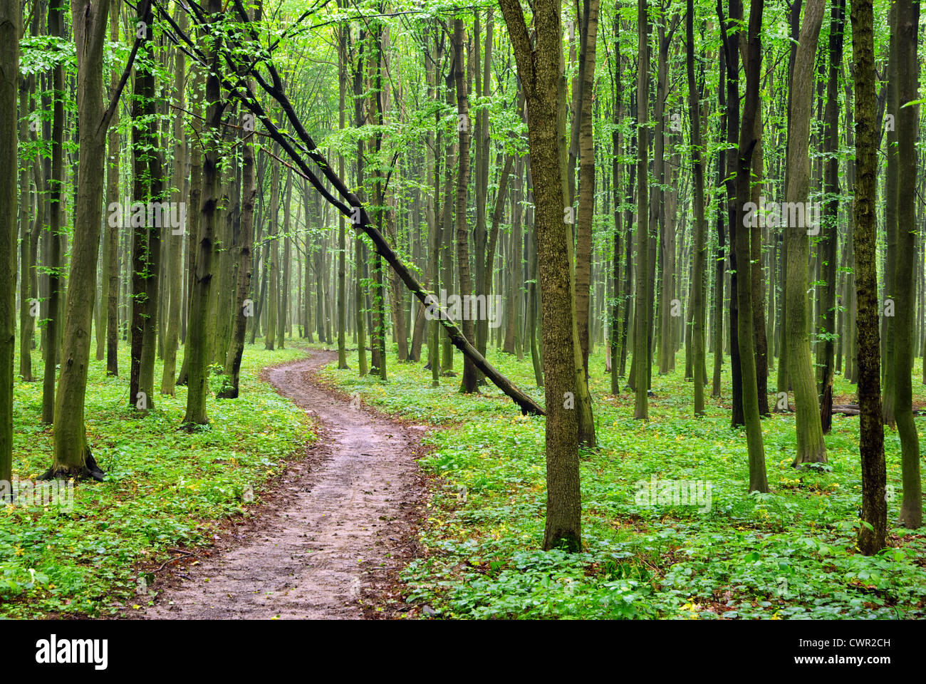 Green sunny forest hi-res stock photography and images - Alamy