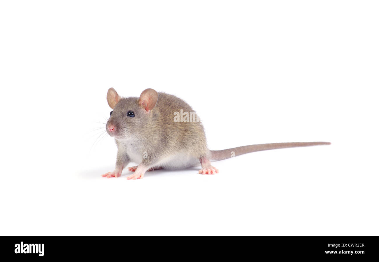 rat isolated on white background Stock Photo - Alamy