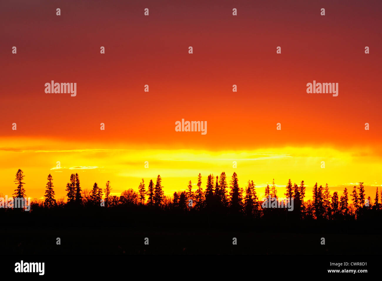 Sunset skies and tree silhouettes, near Winnipeg, Manitoba, Canada Stock Photo