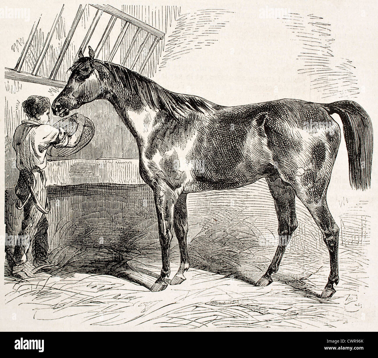 Thoroughbred English horse old illustration Stock Photo