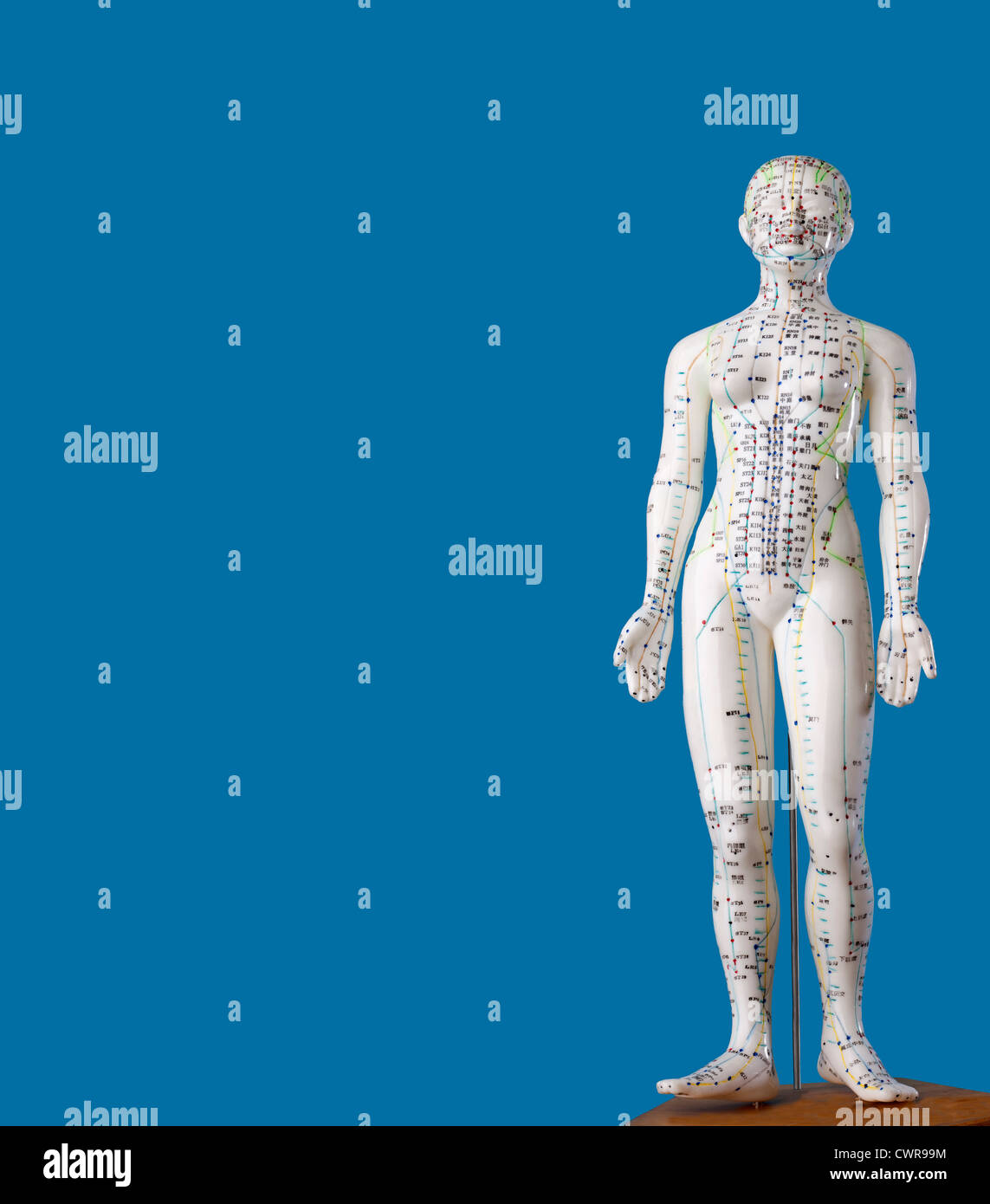 A female model with marked acupuncture points, Chinese characters on