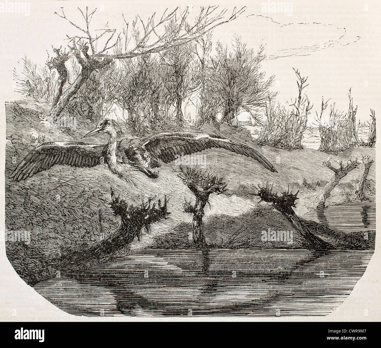 Grey Heron Stock Photo