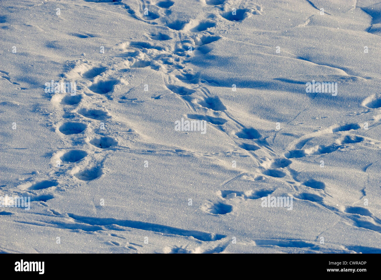 Hudson Bay shoreline in early winter, Seal River Heritage Lodge