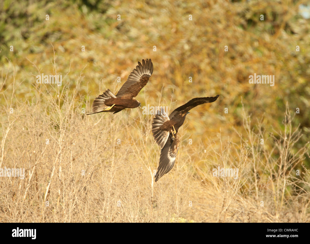 Marsh Harriers together Circus aeruginosus Stock Photo