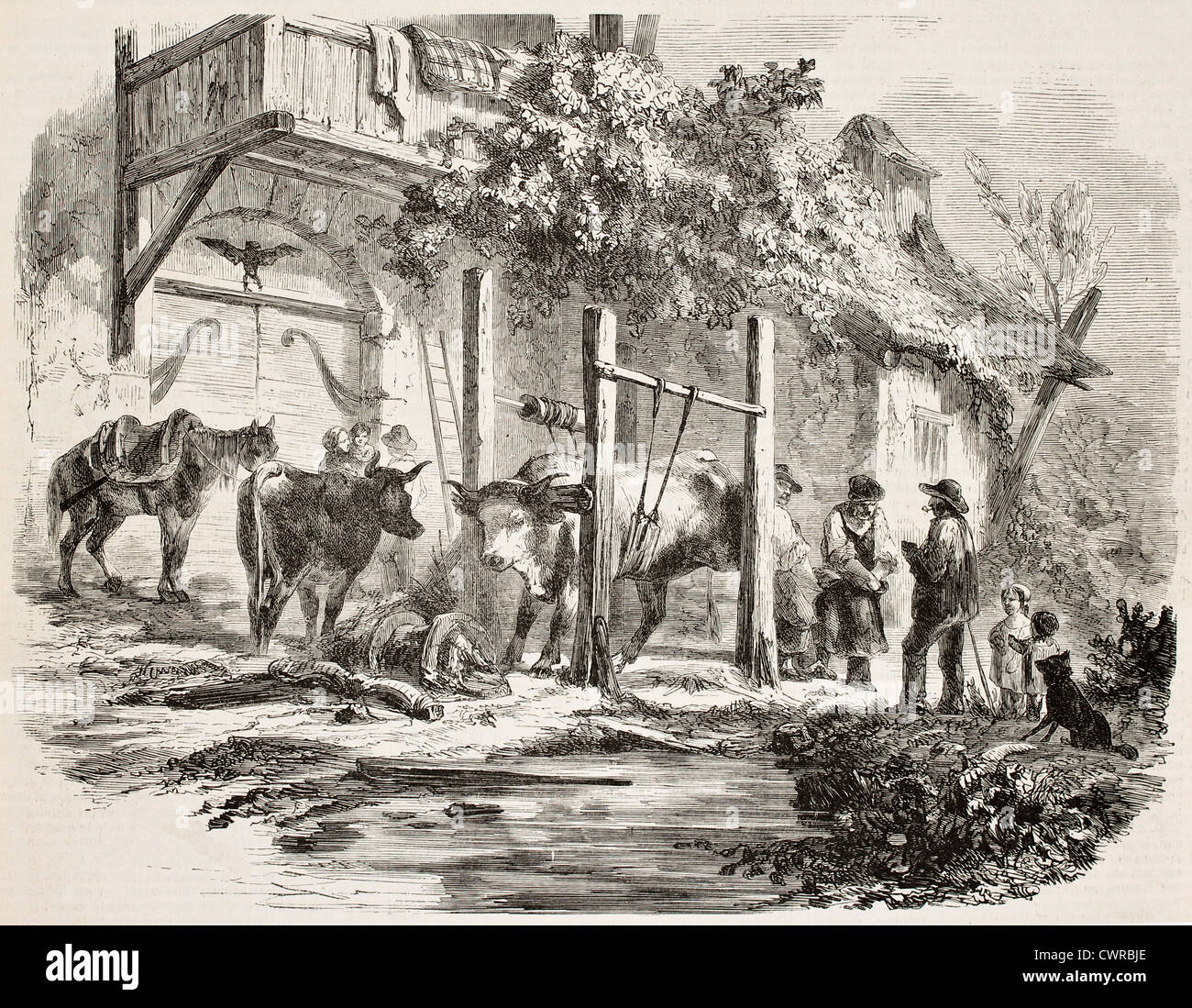 Farmers shoeing oxen old illustration Stock Photo