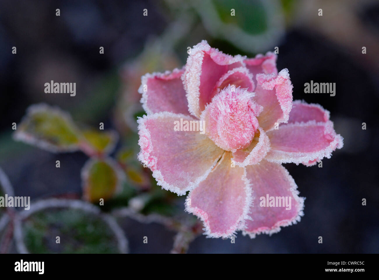 Rosa, Rose, Single pink flower with a coating of frost. Stock Photo