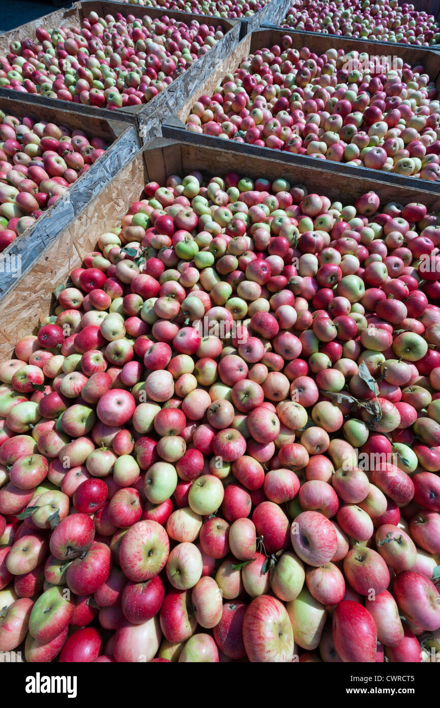 Bins of discovery apples outside a juicing factory in the UK Stock Photo