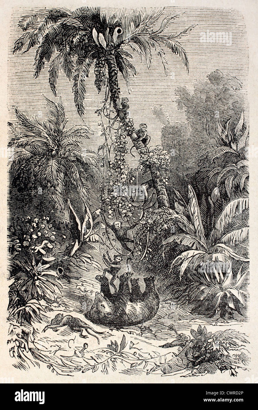 Bear hunting monkeys Stock Photo