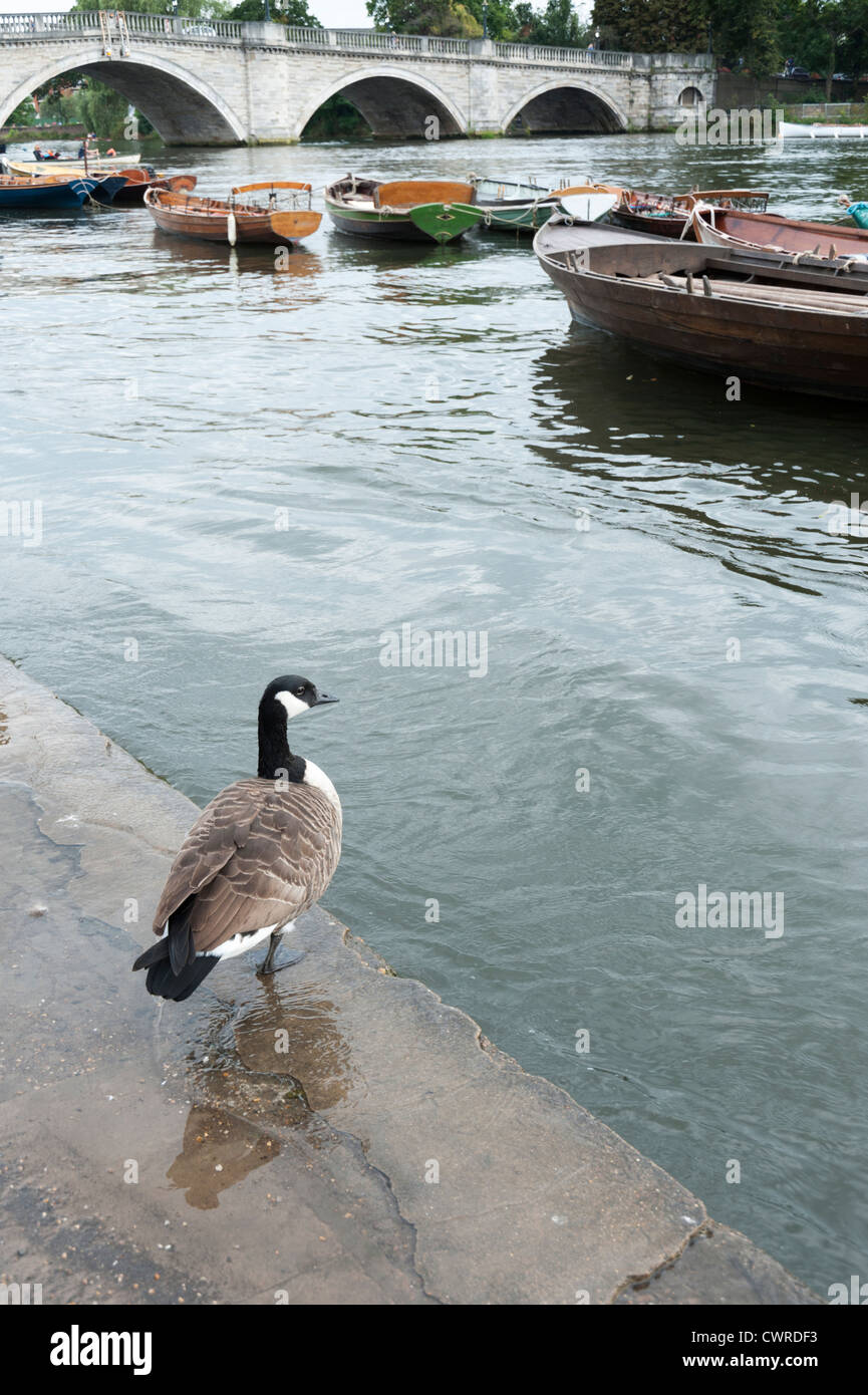 A canada goose standing on the edge of the River Thames at Richmond upon  Thames Surrey London UK with Richmond Bridge behind Stock Photo - Alamy