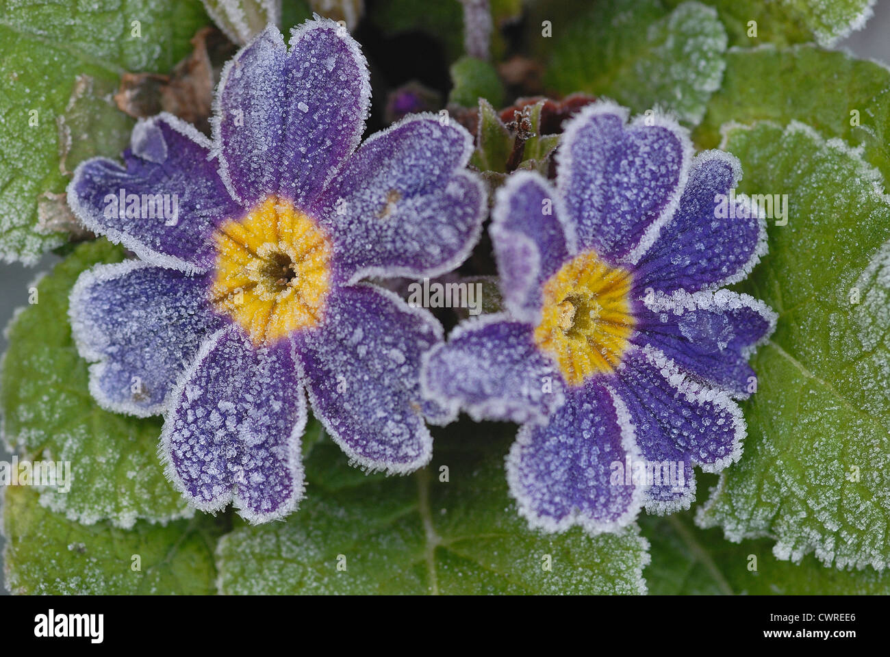 Primula, Primrose. Close up of two purple and yellow flowers with a light coating of frost. Stock Photo